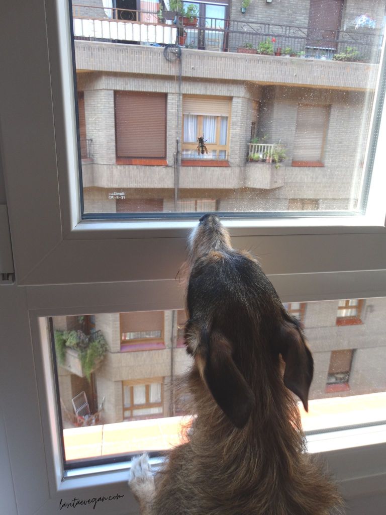 Vespa vetulina en la ventana