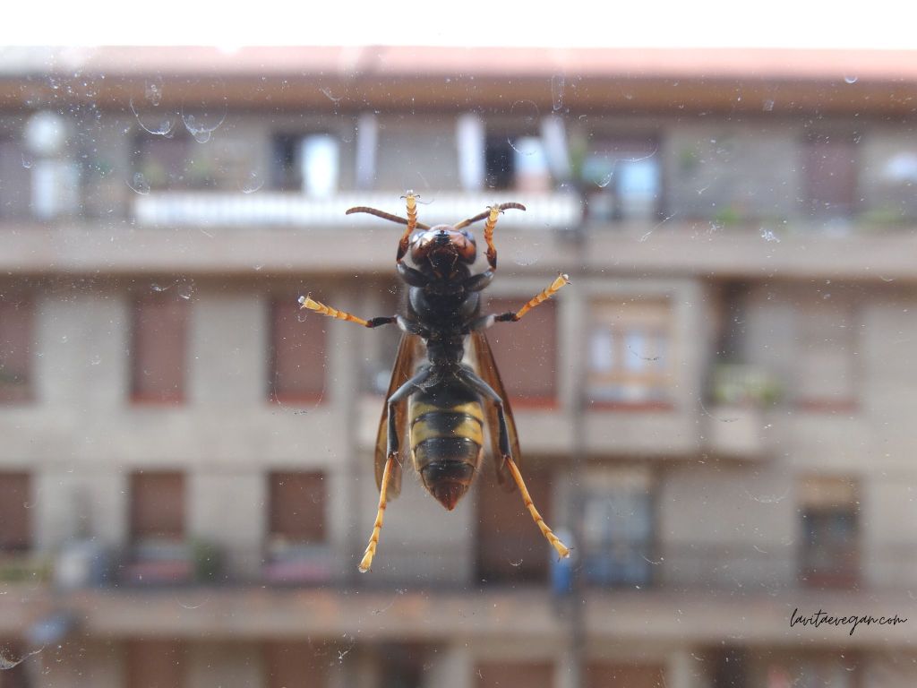 Vespa vetulina en la ventana